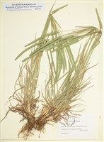 藏品(假梯牧草)的圖片